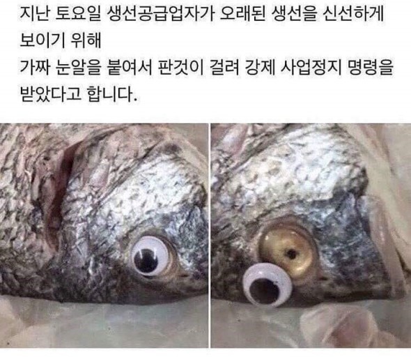 생선의 신선도는 눈이거늘~~_ㅋㅋㅋㅋㅋ미친건가.jpg